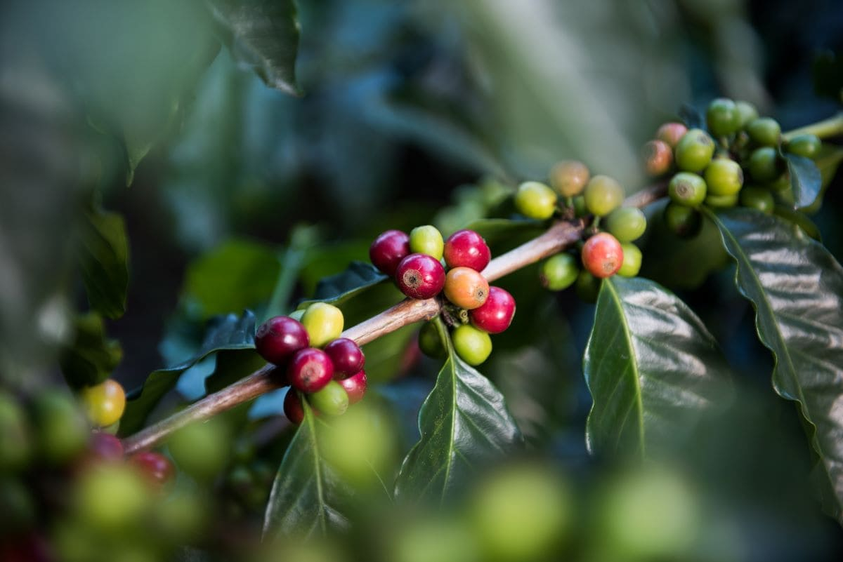 A Circular Vision for Coffee Is an Opportunity for the Global South